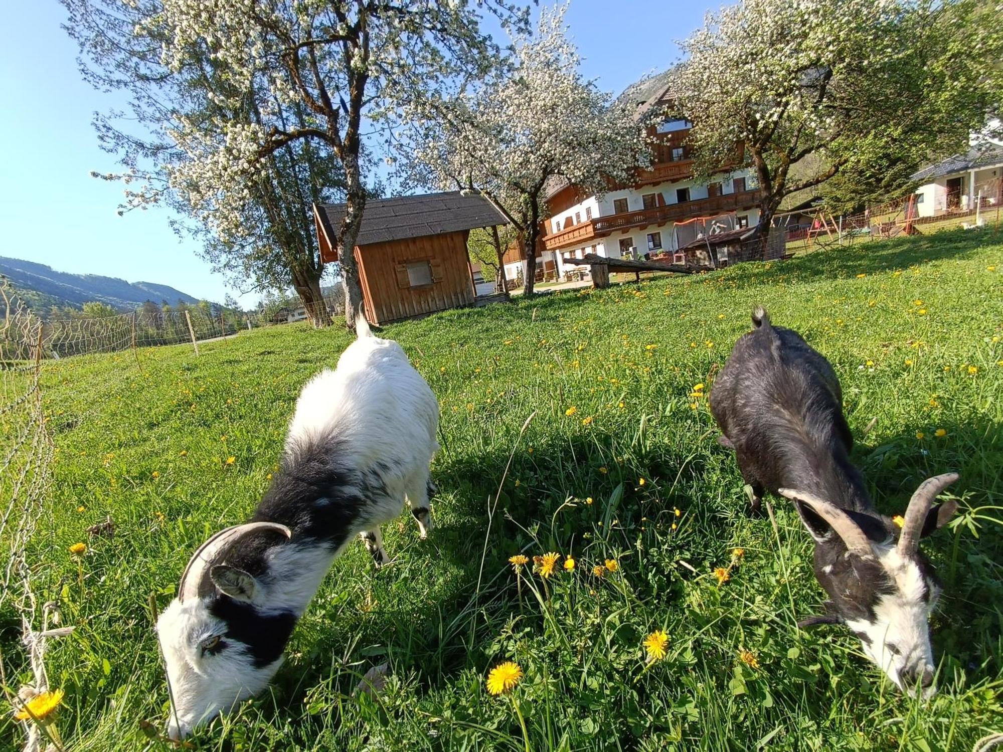 Hintererhof Daire Hintersee Dış mekan fotoğraf